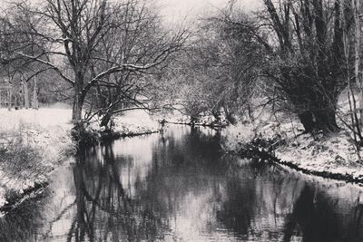 Bare trees reflecting in lake