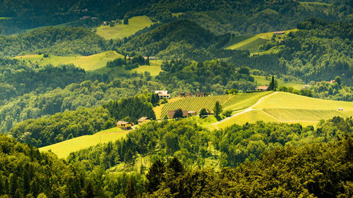 Scenic view of green landscape