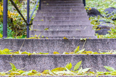 Close-up of yellow flower on concrete wall