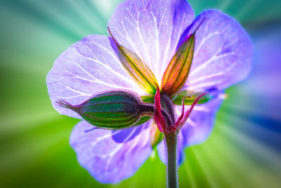 Close-up of purple iris flower