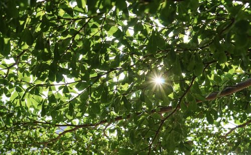 Low angle view of trees against sunlight