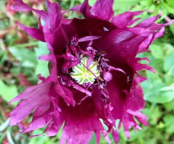 Close-up of purple flowers blooming outdoors