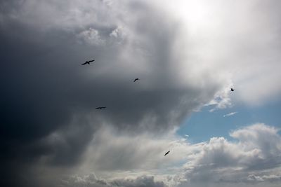 Low angle view of bird flying against cloudy sky