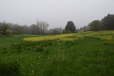 Scenic view of grassy field against sky