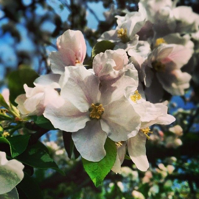 flower, freshness, growth, fragility, petal, beauty in nature, white color, flower head, focus on foreground, close-up, nature, tree, blooming, in bloom, blossom, cherry blossom, branch, park - man made space, stamen, springtime