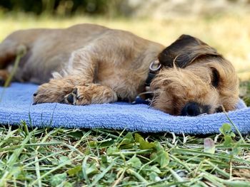 Dog sleeping on grass