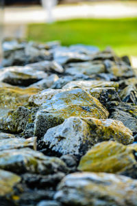 Close-up of moss on rocks