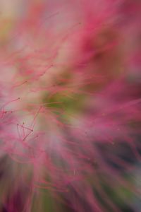 Defocused image of pink flowers