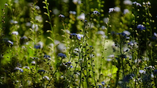 Close-up of purple flowering plants on field