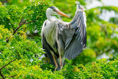 Bird perching on a tree