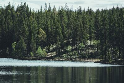 Scenic view of lake in forest