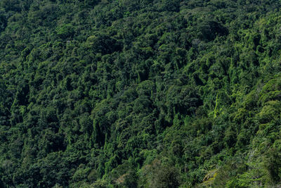 High angle view of trees in forest