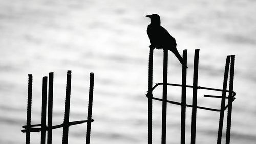 Low angle silhouette view of bird perching on metal pylon