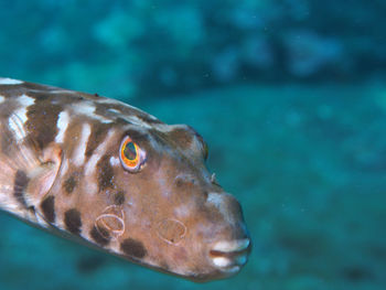 Close-up of fish swimming in sea