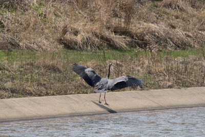 Side view of a bird flying over calm lake