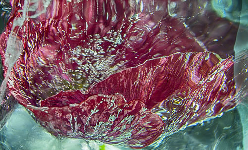 Close-up of red rose in water