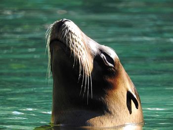 Close-up of sea lion in pond at zoo