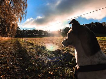 View of dog on field against sky