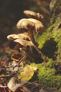 Close-up of mushrooms growing outdoors