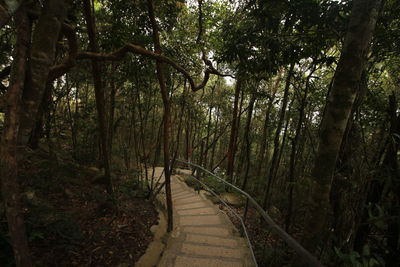 Footpath amidst trees in forest