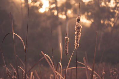 Close-up of plant against sky