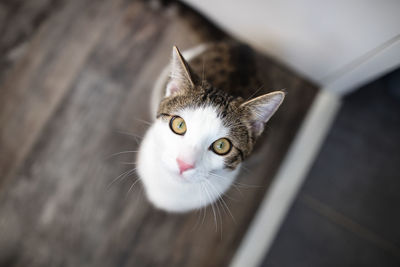 Domestic cat sitting on the floor, view from above