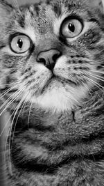 Close-up portrait of cat