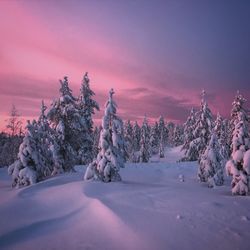 Trees on snow covered landscape against sky