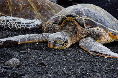 Close-up of a turtle