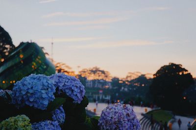 Close-up of purple hydrangea against sky during sunset