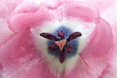 Close-up of pink flowers