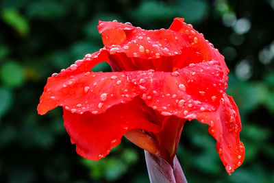 Close-up of wet red flower blooming outdoors