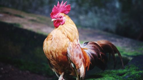 Close-up of rooster on land