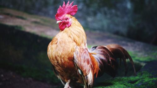 Close-up of rooster on land