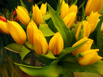 Close-up of yellow tulips