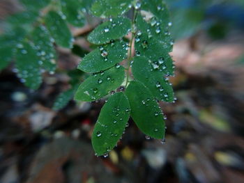 Close-up of wet plant leaves during rainy season