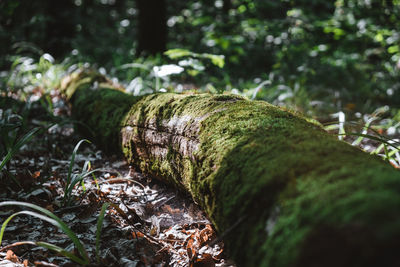 Close-up of moss on wood in forest