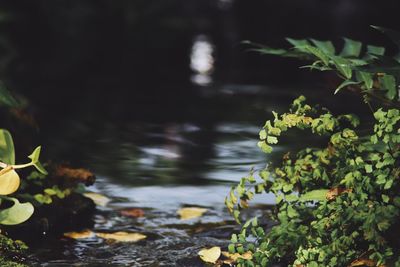 Close-up of plant growing in water