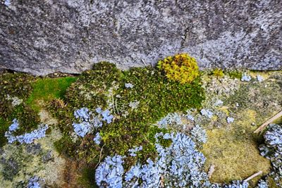 Close-up of fresh green tree