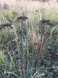 High angle view of dry plants on field