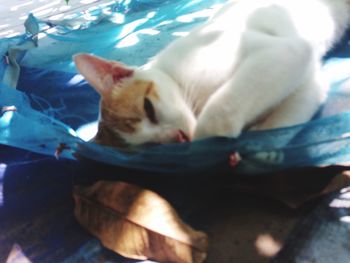 Close-up of cat sleeping