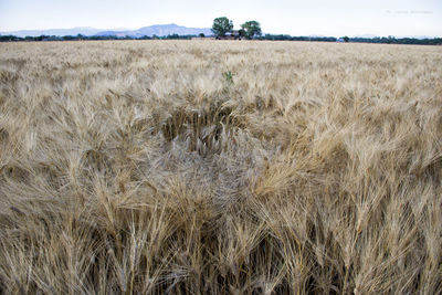 Wheat field against sky