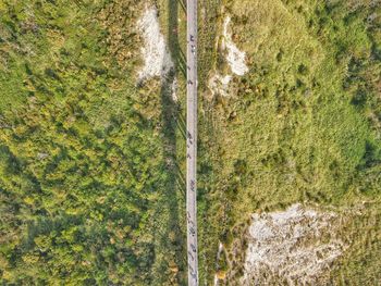 High angle view of road amidst trees