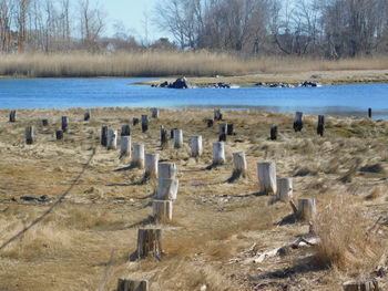 View of sheep on wooden post
