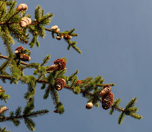 Low angle view of pine tree against sky