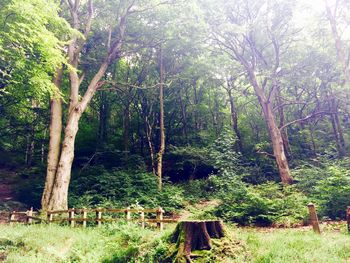 Trees in forest