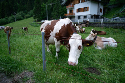 Cows on field