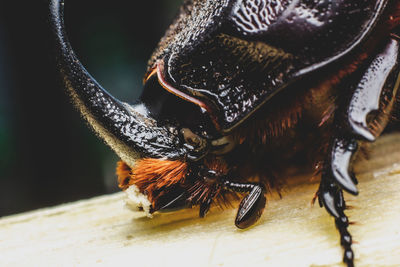 Close-up of insect on wood