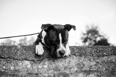 Low angle view of dog against sky