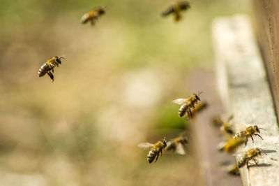 Close-up of bee flying